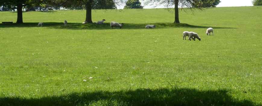 a sunny sheep's meadow
