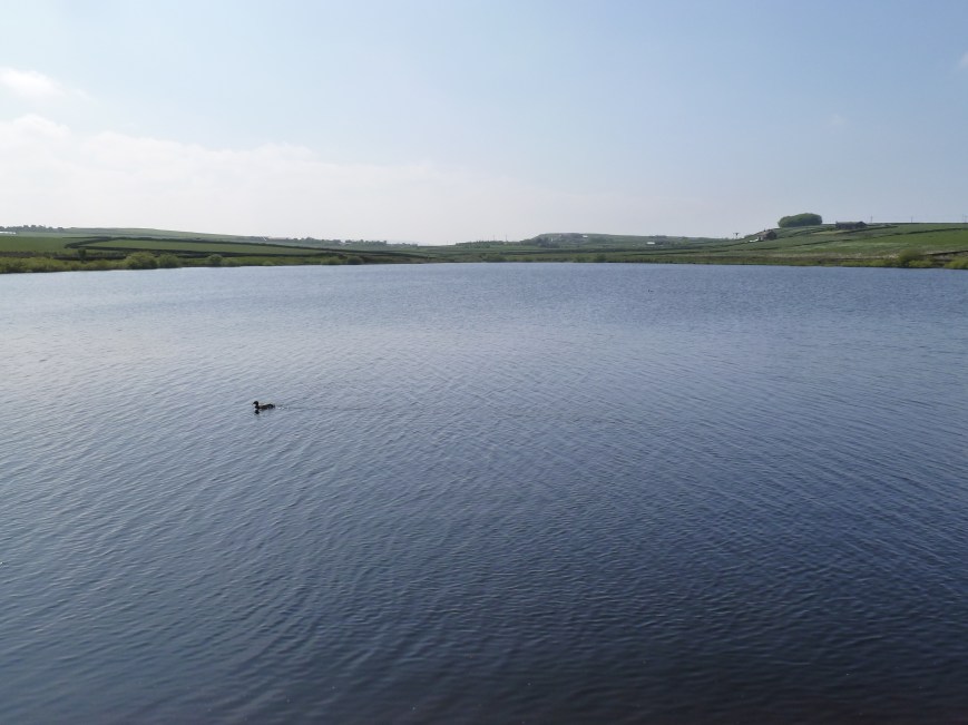 Looking west from the east edge