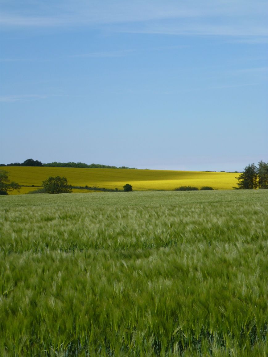near Rennington, Northumberland, 16 June