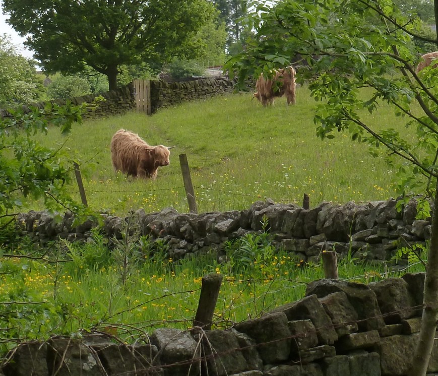 Highland cattle seen on the way back from Hepworth