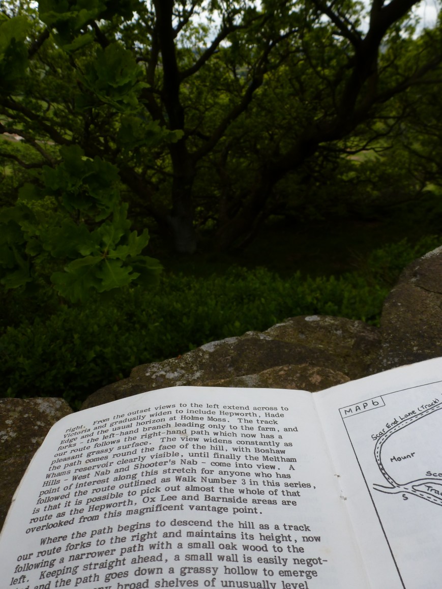 inside the "small oak wood" described by F.C. Green