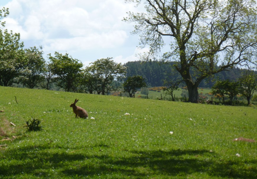 farm hare